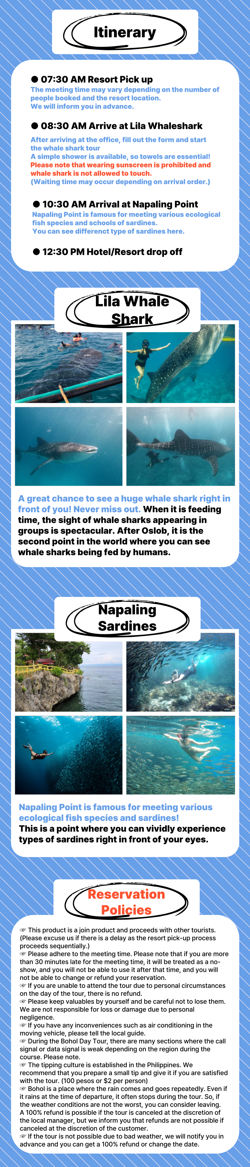 Whale Shark & Napaling